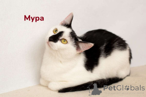 Foto №4. Ich werde verkaufen  in der Stadt Minsk. quotient 	ankündigung - preis - Frei