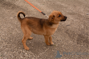 Foto №4. Ich werde verkaufen mischlingshund in der Stadt Sotschi. quotient 	ankündigung - preis - Frei