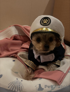 Foto №4. Ich werde verkaufen yorkshire terrier in der Stadt Meljine. quotient 	ankündigung, aus dem tierheim - preis - 550€