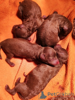 Foto №4. Ich werde verkaufen pudel (toy) in der Stadt Jarkovac. züchter - preis - verhandelt