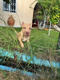 Foto №1. american pit bull terrier - zum Verkauf in der Stadt Сухум | verhandelt | Ankündigung № 118971