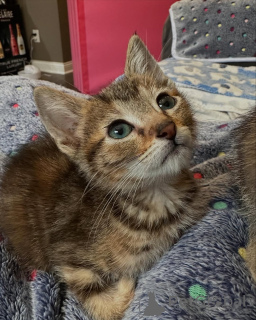 Foto №1. bengal katzenrasse - zum Verkauf in der Stadt München | 400€ | Ankündigung № 150587