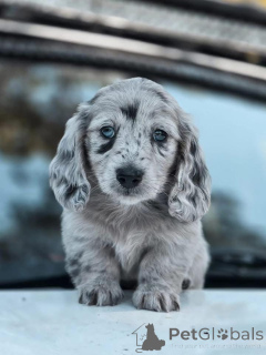 Foto №4. Ich werde verkaufen  in der Stadt Darwin.  - preis - 678€