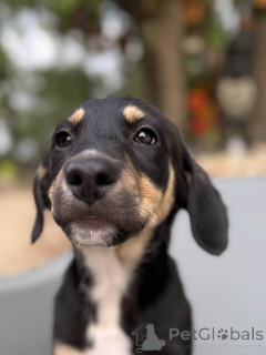 Foto №4. Ich werde verkaufen xoloitzcuintle in der Stadt Brüssel. züchter - preis - 1500€