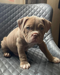 Foto №1. american bulldog - zum Verkauf in der Stadt 665 Standort Colonia | 833€ | Ankündigung № 176154