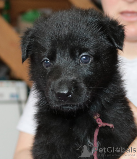 Foto №1. deutscher schäferhund - zum Verkauf in der Stadt Nowosibirsk | verhandelt | Ankündigung № 9929