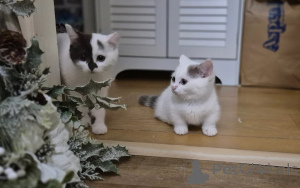 Foto №1. munchkin - zum Verkauf in der Stadt Zweibrücken | 339€ | Ankündigung № 166194