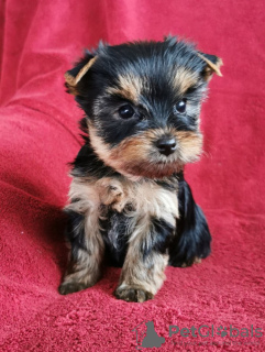 Foto №1. yorkshire terrier - zum Verkauf in der Stadt Valmiera | 237€ | Ankündigung № 114064