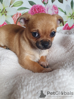 Foto №3. Der Chihuahua ist ein süßer und kluger Welpe.. Georgien