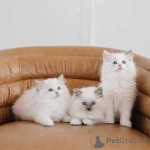 Foto №1. ragdoll-katze - zum Verkauf in der Stadt Katowice | verhandelt | Ankündigung № 169332