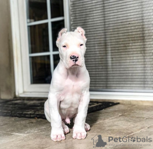 Foto №1. dogo argentino - zum Verkauf in der Stadt Michigan City | 663€ | Ankündigung № 126078