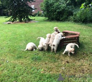 Foto №2 zu Ankündigung № 148576 zu verkaufen golden retriever - einkaufen Tschechische Republik 