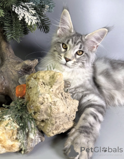 Foto №1. maine-coon-katze - zum Verkauf in der Stadt Baden-Baden | verhandelt | Ankündigung № 163171