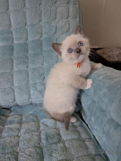 Foto №1. ragdoll-katze - zum Verkauf in der Stadt Jetten | 350€ | Ankündigung № 173531