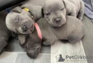 Foto №2 zu Ankündigung № 127105 zu verkaufen staffordshire bull terrier - einkaufen Deutschland quotient 	ankündigung