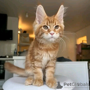 Foto №4. Ich werde verkaufen maine-coon-katze in der Stadt Yuma. quotient 	ankündigung - preis - 379€