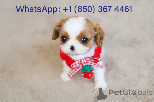Foto №2 zu Ankündigung № 153194 zu verkaufen cavalier king charles spaniel - einkaufen USA züchter