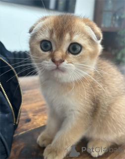 Foto №1. schottische faltohrkatze - zum Verkauf in der Stadt Bremen | 350€ | Ankündigung № 153209
