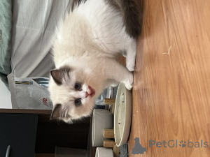 Foto №4. Ich werde verkaufen ragdoll-katze in der Stadt Limburg.  - preis - Frei