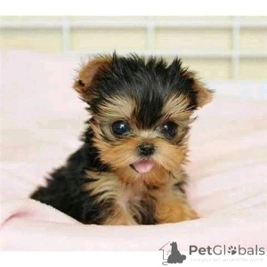 Foto №2 zu Ankündigung № 157331 zu verkaufen yorkshire terrier - einkaufen Italien quotient 	ankündigung