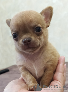 Foto №3. Chihuahua-Junge. Russische Föderation