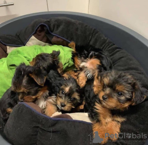 Foto №4. Ich werde verkaufen yorkshire terrier in der Stadt Jacksonville. züchter - preis - 379€