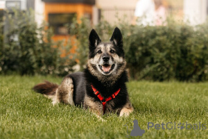 Foto №1. mischlingshund - zum Verkauf in der Stadt Moskwa | Frei | Ankündigung № 154085