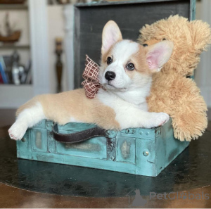 Foto №2 zu Ankündigung № 155804 zu verkaufen welsh corgi - einkaufen Deutschland züchter