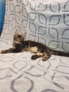 Foto №4. Ich werde verkaufen maine-coon-katze in der Stadt Maribor. vom kindergarten, züchter - preis - 1900€