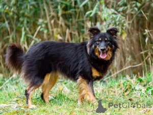 Foto №2 zu Ankündigung № 156498 zu verkaufen mischlingshund - einkaufen Russische Föderation quotient 	ankündigung