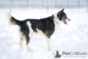 Foto №4. Ich werde verkaufen mischlingshund in der Stadt Pushkino. quotient 	ankündigung - preis - Frei