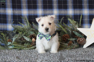 Foto №4. Ich werde verkaufen west highland white terrier in der Stadt Berlin.  - preis - verhandelt