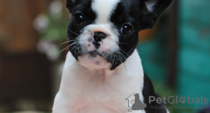 Foto №1. französische bulldogge - zum Verkauf in der Stadt Bremen | 360€ | Ankündigung № 118253