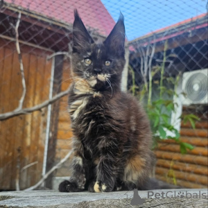 Foto №1. maine-coon-katze - zum Verkauf in der Stadt Ansbach | verhandelt | Ankündigung № 156992
