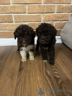 Foto №3. Lagotto Romagnolo Welpen. Serbien