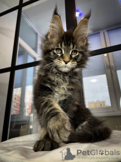 Foto №1. maine-coon-katze - zum Verkauf in der Stadt Paderborn | 400€ | Ankündigung № 106954