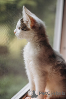 Foto №3. Kätzchen von Simba und Boofik suchen ein Haus!. Russische Föderation