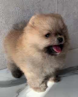 Foto №2 zu Ankündigung № 6503 zu verkaufen pommersche spitz - einkaufen Russische Föderation züchter