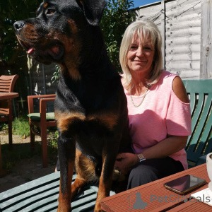 Foto №3. 3 Rottweiler zur Adoption AKC registriert Tierarzt überprüft Vater und Mutter. Ukraine