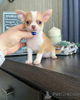 Foto №3. Entzückender, auf Toilette trainierter Chihuahua. Frankreich