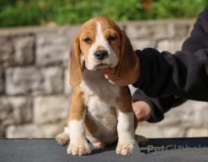 Zusätzliche Fotos: Beagle-Welpen