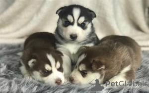 Foto №2 zu Ankündigung № 123939 zu verkaufen siberian husky - einkaufen Niederlande quotient 	ankündigung, züchter