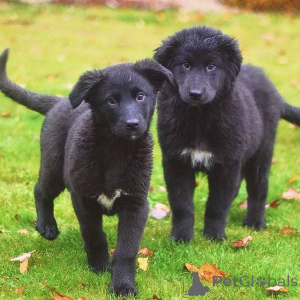 Foto №3. Wundervolle Welpen zu Hause, Junge und Mädchen, in guten Händen. Russische Föderation