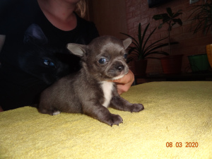 Foto №1. chihuahua - zum Verkauf in der Stadt Ryazan | 494€ | Ankündigung № 5906