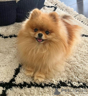 Foto №2 zu Ankündigung № 80792 zu verkaufen shiba - einkaufen Venezuela quotient 	ankündigung