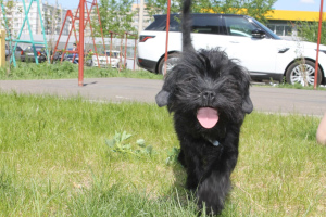 Foto №4. Ich werde verkaufen affenpinscher in der Stadt Krasnojarsk. züchter - preis - 1000€