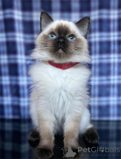 Foto №2 zu Ankündigung № 155440 zu verkaufen ragdoll-katze - einkaufen Dänemark 