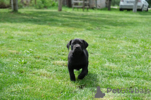 Foto №4. Ich werde verkaufen mastiff in der Stadt Belgrad. quotient 	ankündigung - preis - 800€