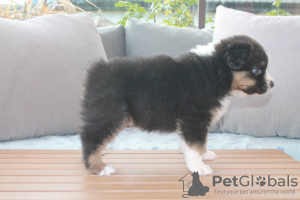 Foto №1. australian shepherd - zum Verkauf in der Stadt Афины | Frei | Ankündigung № 125333