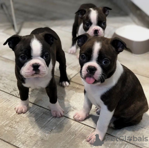 Foto №3. Geimpfte Boston-Terrier-Welpen sind jetzt für ein liebevolles Zuhause verfügbar. USA